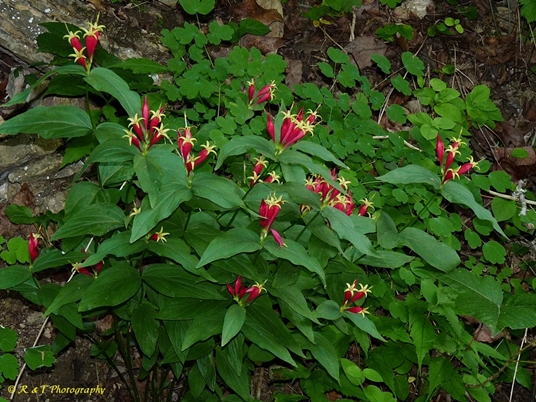 {Spigelia marilandica}